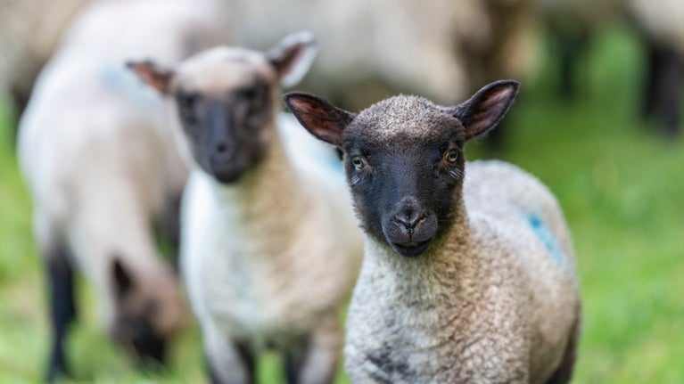 Two lambs with black faces looking at the camera